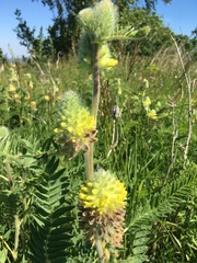 Astragalus alopecurus
