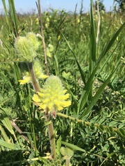 Astragalus alopecurus