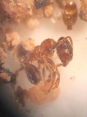 Pheidole bicarinata