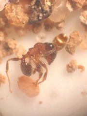 Pheidole bicarinata