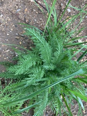 Achillea millefolium