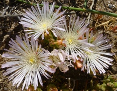Mesembryanthemum canaliculatum