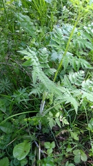 Chaerophyllum aureum