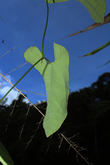 Aristolochia surinamensis
