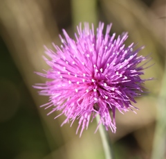 Cirsium texanum