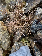 Cladonia ecmocyna