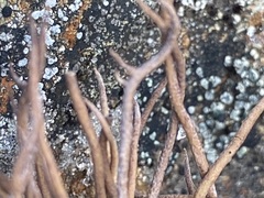 Cladonia ecmocyna