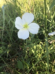Oenothera tetraptera