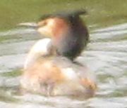 Podiceps cristatus