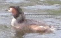 Podiceps cristatus