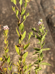 Selago swaziensis