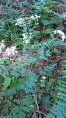 Chaerophyllum aureum