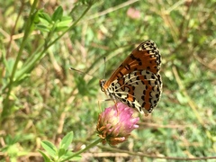 Melitaea didyma