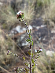 Selago swaziensis