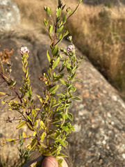 Selago swaziensis