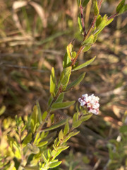 Selago swaziensis