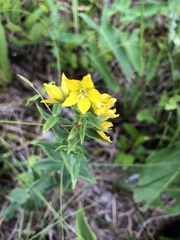 Lysimachia asperulifolia