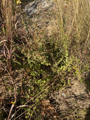 Selago swaziensis