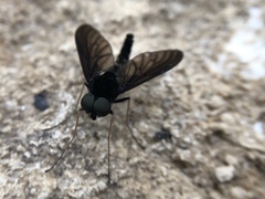 Chrysopilus velutinus