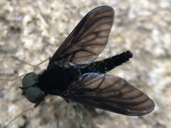 Chrysopilus velutinus