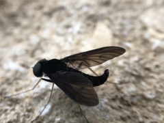 Chrysopilus velutinus