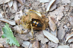 Nicrophorus interruptus