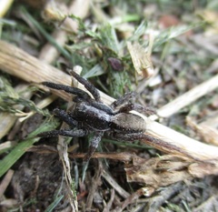 Alopecosa aculeata