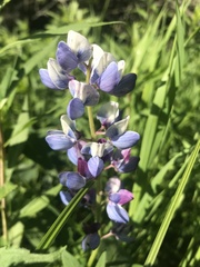 Lupinus perennis