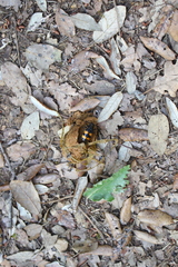 Nicrophorus interruptus