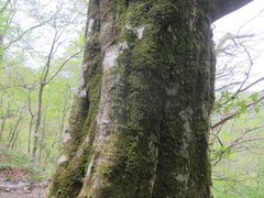 Fagus crenata