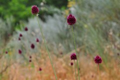Allium sphaerocephalon