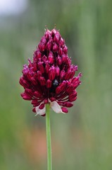Allium sphaerocephalon