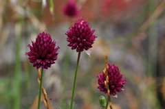 Allium sphaerocephalon