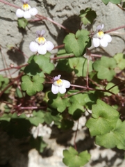 Cymbalaria muralis