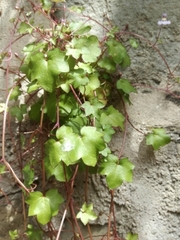 Cymbalaria muralis