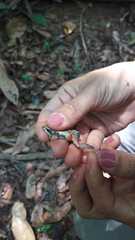 Physalaemus centralis