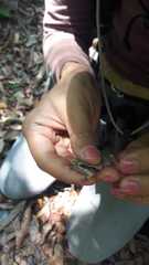 Physalaemus centralis