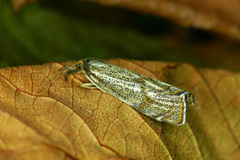 Thisanotia chrysonuchella