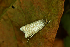 Helcystogramma albinervis