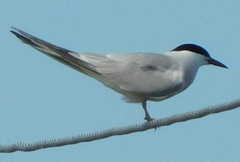 Sterna hirundo longipennis