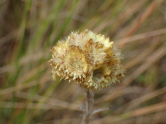Helichrysum auriceps
