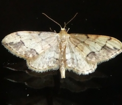 Idaea efflorata