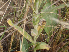 Helichrysum auriceps