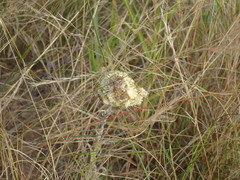 Helichrysum auriceps