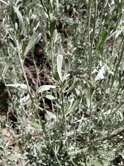 Artemisia tridentata tridentata