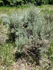 Artemisia tridentata tridentata