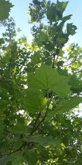 Platanus × hispanica