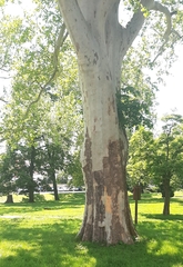 Platanus × hispanica