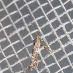 Caloptilia triadicae