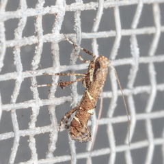 Caloptilia triadicae